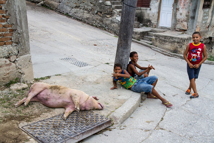 foto della galleria immagini di fausto argomento: In attesa del macellaio