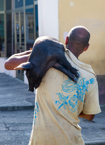 foto della galleria immagini di fausto argomento: Cuba