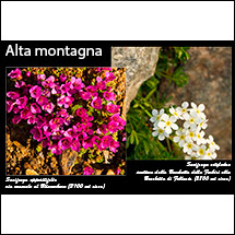 mostra 2019 - fotografo Augusto - alta montagna