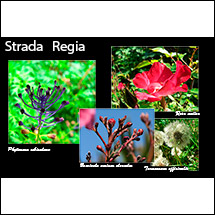 mostra 2019 - fotografo Augusto - strada Regia