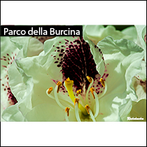 mostra 2019 - fotografo Augusto - parco della Burcina: rododendro
